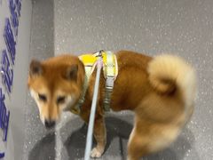 -心仪动物医院·牙专科·肿瘤·心脏科(西客站院)