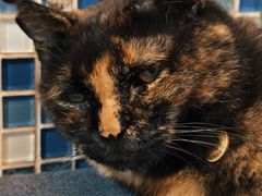 -Sirena海妖日咖夜酒