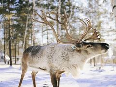 -北极村旅游风景区