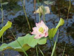 -野鸭湖国家湿地公园
