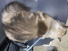 -PETKIT小佩宠物(昭化店)