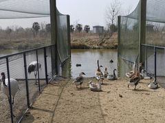 -盐城丹顶鹤湿地生态旅游区