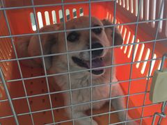 -康乐宝动物医院