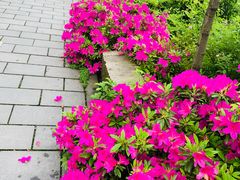 -峙山公园