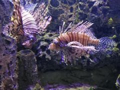 -太平洋海底世界