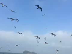 -海驴岛(荣成市)