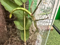 -正佳雨林生态植物园