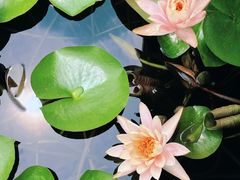 -白鹭湾湿地公园