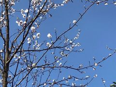 -樱桃山旅游景区