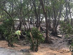 -宝安西湾红树林湿地公园