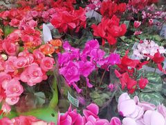 -曲阳花鸟市场(曲阳路店)