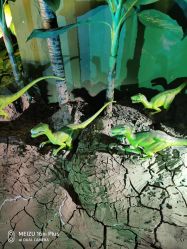 -恐龙探索乐园(磁器口店)