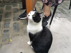 -喵屿·大理花园猫咖