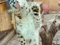 -青藏高原野生动物园