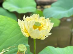 -广州莲花山旅游区