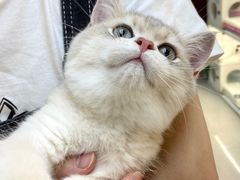 -lincat·猫舍(广州店)