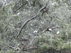 -大湾区中央湿地公园