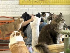 -平行世界·猫咖(首经贸店)
