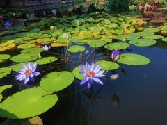 -国家植物园南园