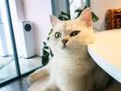 -喵屿·大理花园猫咖