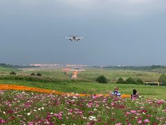 -空港花田景区