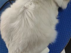 -瑞鹏宠物医院