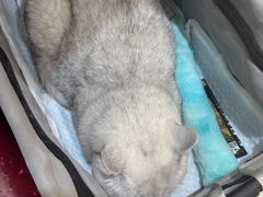 -御宝贝24h宠物医院·转诊中心·CT核磁血透中心(厦门总院)