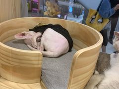 -屋虎猫馆(宝安大仟里店)