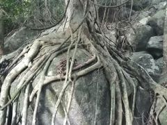-海南霸王岭国家森林公园