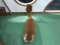 -藦茜花园宠物主题亲子互动体验馆(国顺东路店)