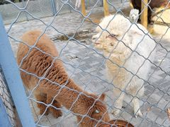 -长白岛森林公园