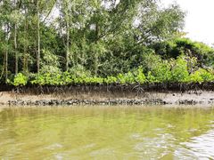 -东寨港红树林旅游区