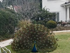 -J Create城市露营咖啡·简餐·宠物(上海动物园店)