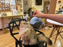 -滚猫咖啡·猫咖·猫友好撸猫(未来城店)
