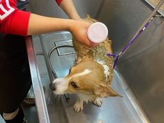 -PETKIT小佩宠物·低压洗护(国顺东路店)