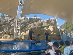 -芜湖新华联大白鲸海洋公园