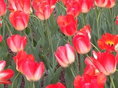 郁金香展-长春公园(普阳街道)