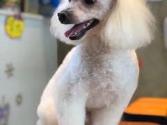 -八公叔叔宠物美容连锁(春申店)