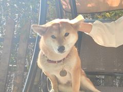 -柴犬高等学院·狗咖·柴犬售卖·宠物训练