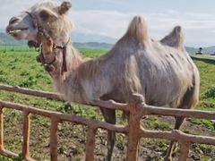 -新疆那拉提国家旅游度假区