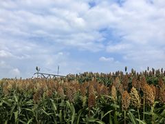 -三圣花乡旅游区