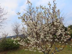 -天适樱花悠乐园