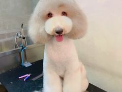 -宠物梦想家(日月豪庭店)