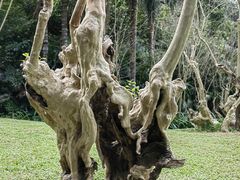 -深圳仙湖植物园