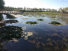-绿堤公园