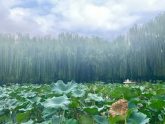 -团结湖公园