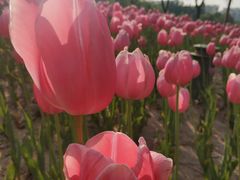 -廊坊文化艺术中心