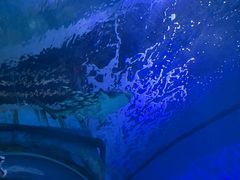 -海合安武汉极地海洋公园