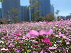 -香蜜公园