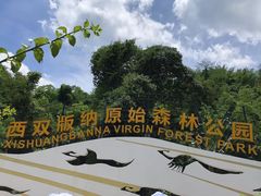 -西双版纳原始森林公园